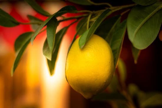 canva lemon on the lemon tree