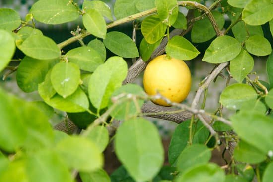 canva lemon tree MABq4 rhZSc