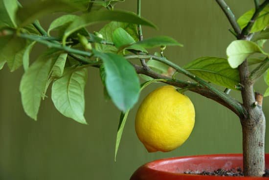 canva lemon tree MAC4Td rzs