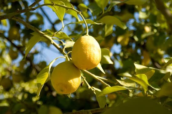 canva lemon tree MAC6NpT89 0