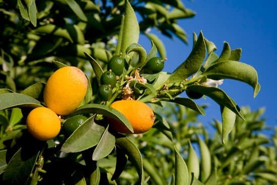 canva lemon tree MAC8bal7rL4