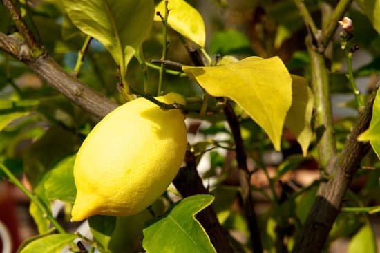 canva lemon tree MAC q7Fz c