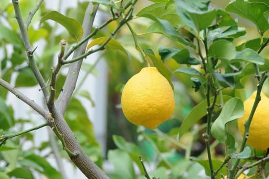 canva lemon tree MADAB8hNcy0