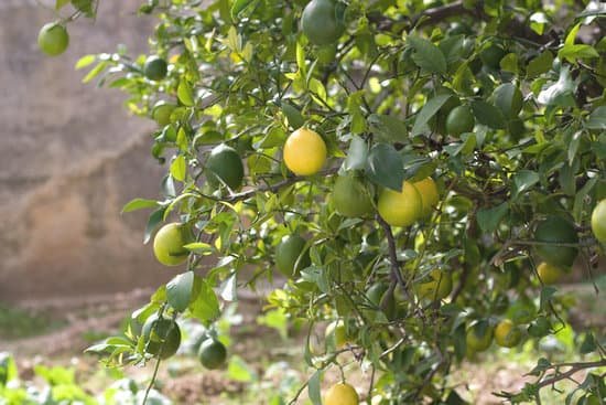 canva lemon tree MADAcMH ZJ4