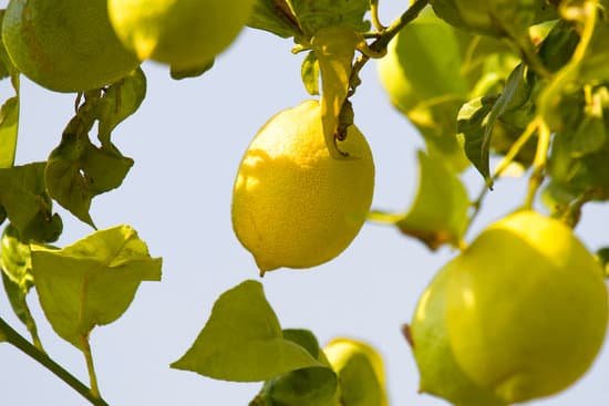 canva lemon tree MADAiNL6iYM