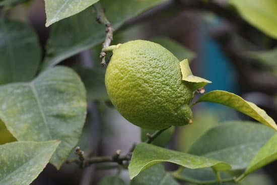 canva lemon tree MADB87WWck4