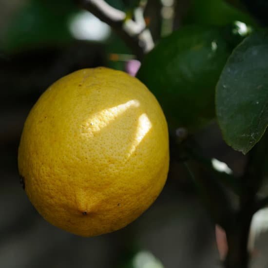 canva lemon tree MADBTut120Q