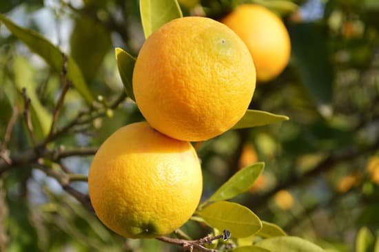 canva lemon tree MADCAIVOZEY