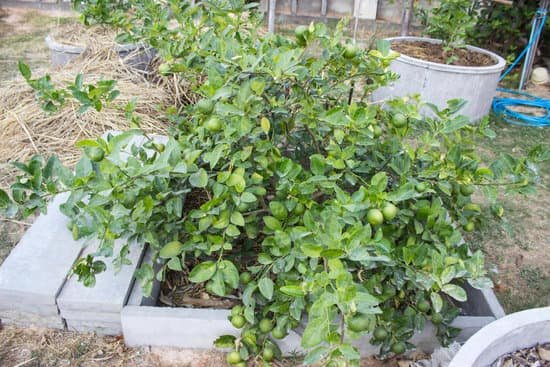 canva lemon tree MADCFL5XdKU