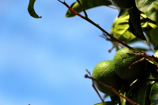 canva lemon tree