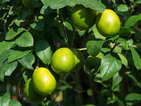 canva lemon tree MADFLGu QPY