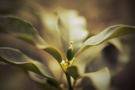 canva lemon tree MADFQdYn2jU