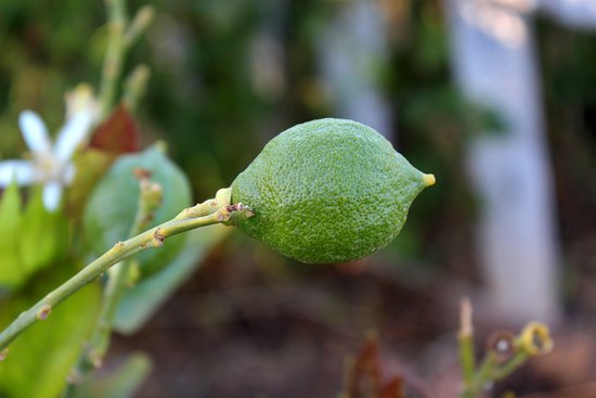 canva lemon tree MADFhaSSgRY