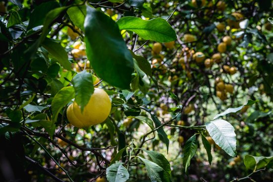 canva lemon tree MADFsFYKOIc