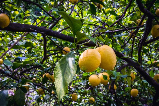 canva lemon tree MADFsXYqLso