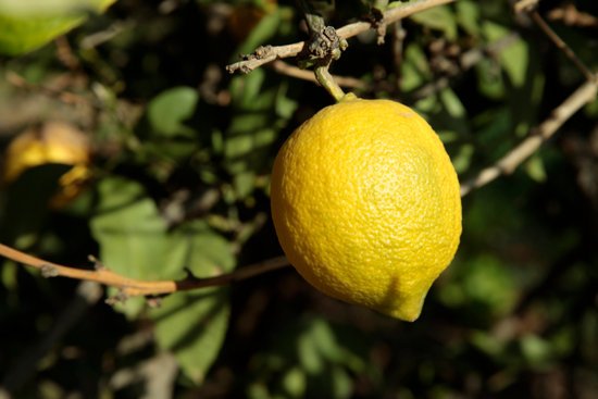 canva lemon tree MADFtQ3o hU