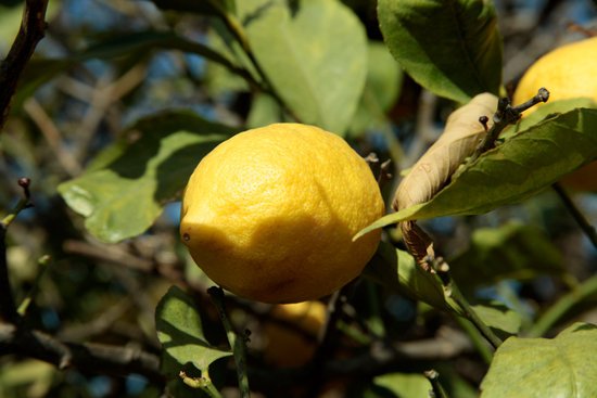 canva lemon tree MADFtVfsB5U