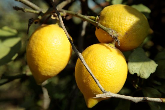 canva lemon tree MADFtiHyBtA