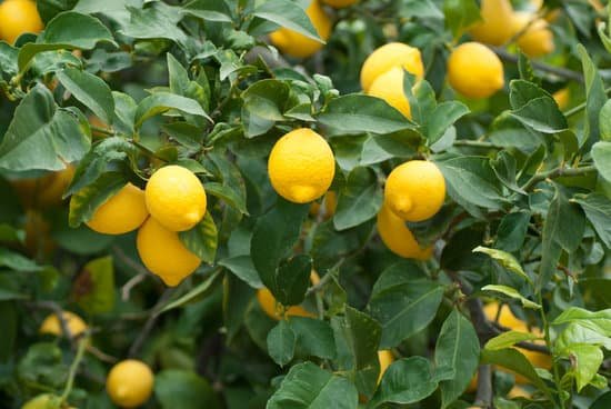 canva lemon tree MADaqdQosh0