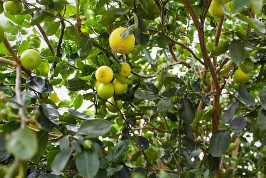 canva lemon tree MAED8K469ng