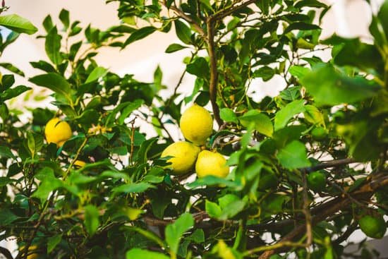 canva lemon tree MAEEZvJ rbA