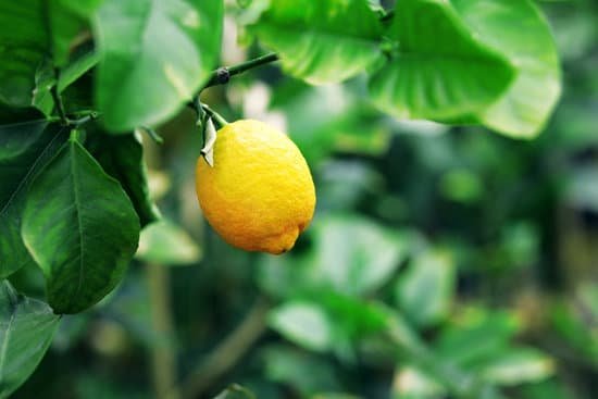 canva lemon tree MAEEyo0Bd0U