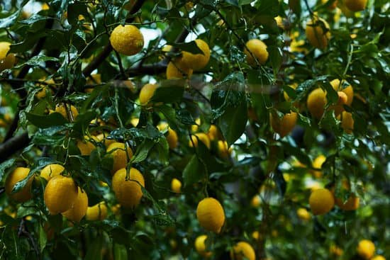 canva lemon tree MAEFB0zO vU