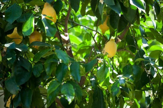 canva lemon tree MAEFmgQMVPk