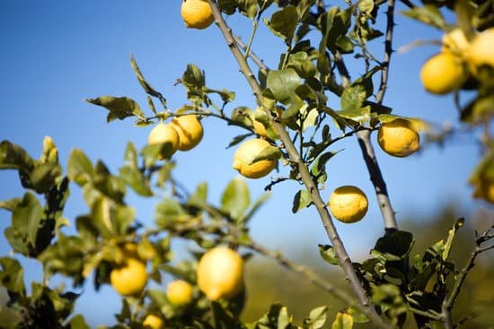 canva lemon tree MAEJGNPFbIU