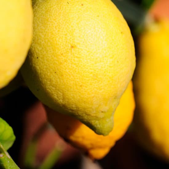 canva lemon tree MAEJi D497A
