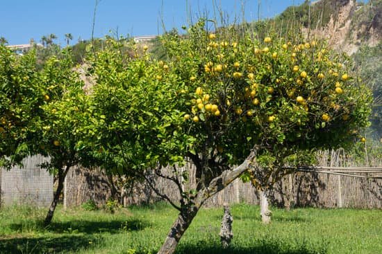 canva lemon tree MAEJkkyXdYM