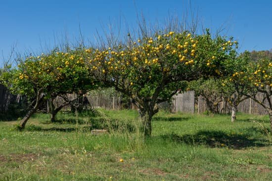 canva lemon tree MAEJkpaJ8HA