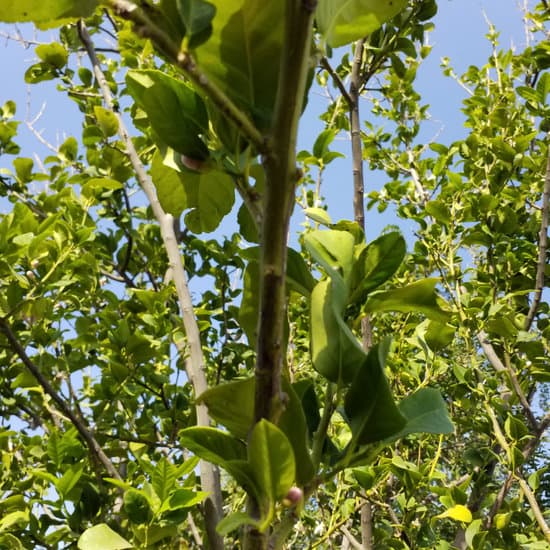 canva lemon tree