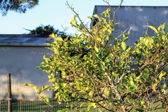 canva lemon tree MAEW3S4yiOM