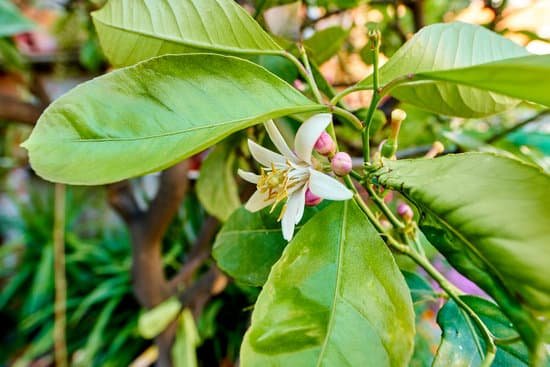 canva lemon tree blossoms MAEFlt yUTY