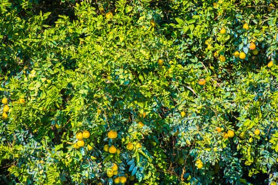 canva lemon tree closeup MABFPH IghE