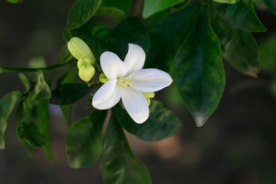 canva lemon tree flower MAEEqrSBtHs