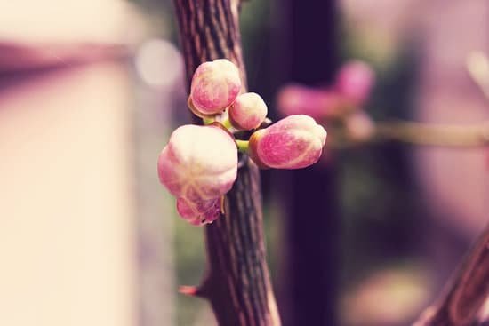 canva lemon tree flowers MADBwCMTTTk