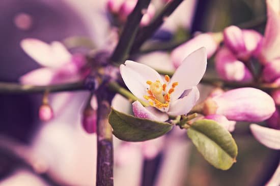 canva lemon tree flowers MADBwERl4g0