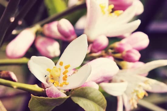 canva lemon tree flowers MADBwHWbLNU