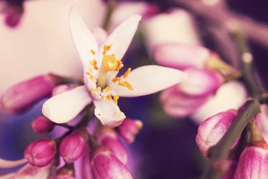 canva lemon tree flowers MADBwMNcej0