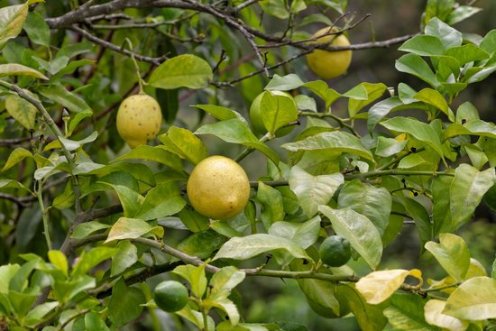 canva lemon tree. MADGDWiOjV8