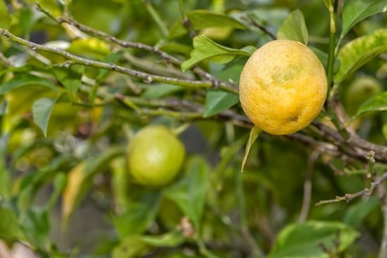 canva lemon tree. MADGFcMAQmY