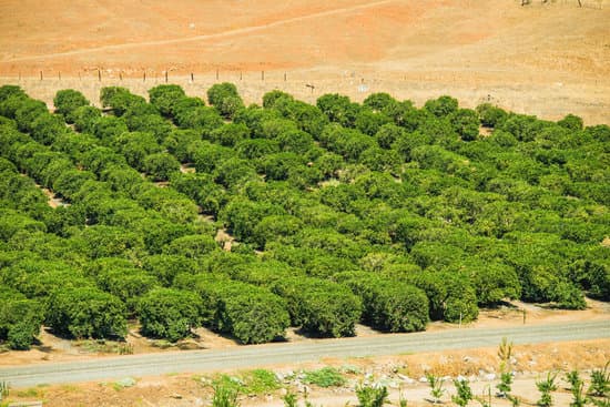 canva lemon trees farm MAA8YA4iHjQ