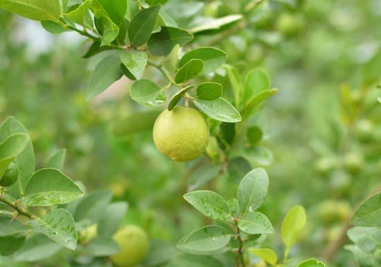 canva lemons hanging on a lemon tree MADBiCIOqS0