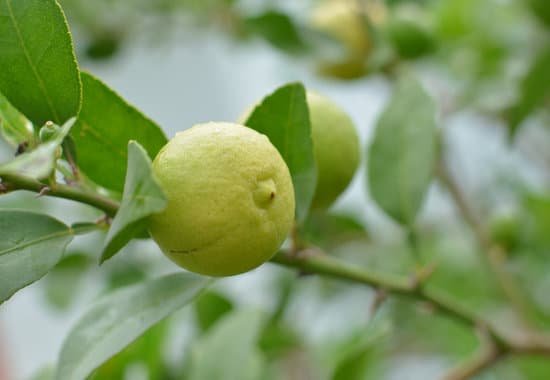 canva lemons hanging on a lemon tree MADBiJ5YWbc