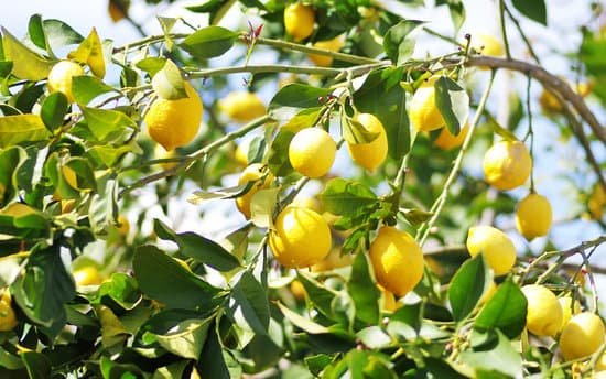 canva lemons on lemon tree MADA23F1Mfk