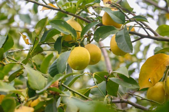 canva lemons on tree MAETTGosma4