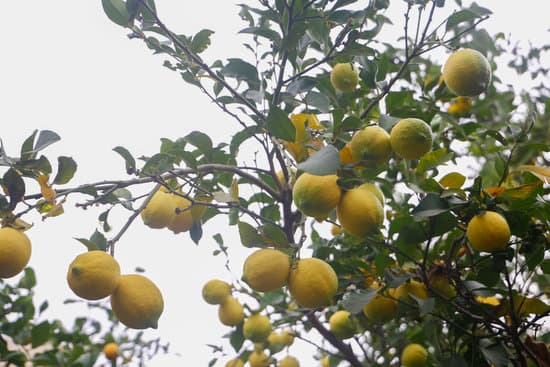 canva lemons on tree MAETTOouZg0