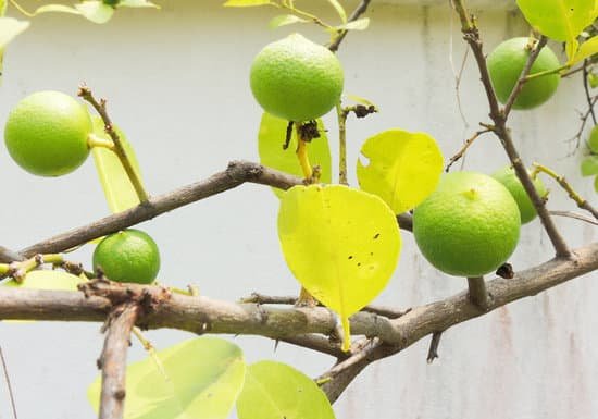 canva lemons tree MADA mO3dbA